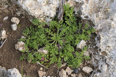 Anthemis rigida, photographed by Eleftherios Katsillis