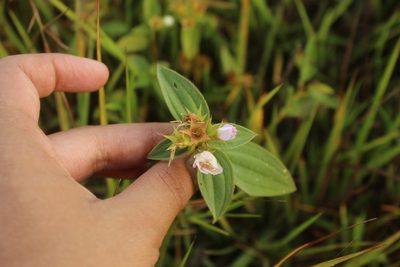 Pterogastra divaricata, photographed by Andrés Ramírez-Barrera