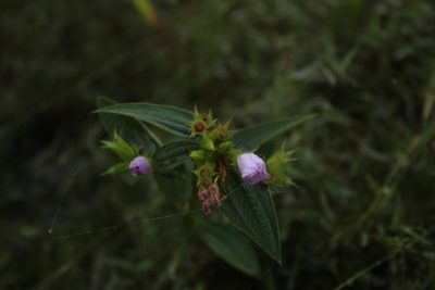 Pterogastra divaricata, photographed by Andrés Ramírez-Barrera