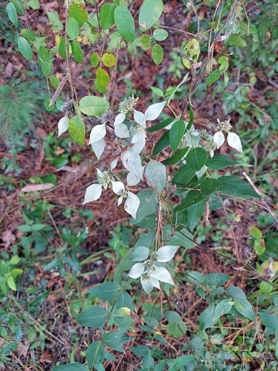 Pycnanthemum floridanum, photographed by Adam Pitcher