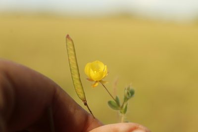 Chamaecrista rotundifolia, photographed by Andrés Ramírez-Barrera