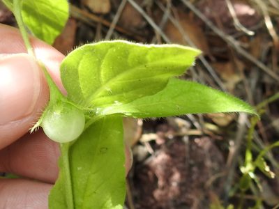 Solanum deflexum, photographed by Sam Kieschnick