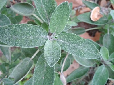 Salvia officinalis, photographed by Daniel Heras González