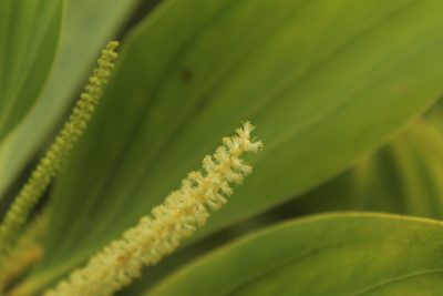 Acacia mangium, photographed by Andrés Ramírez-Barrera