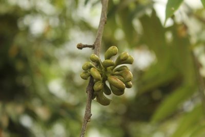 Xylopia aromatica, photographed by Andrés Ramírez-Barrera