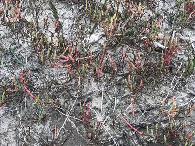 Salicornia depressa, photographed by Marie Hosch