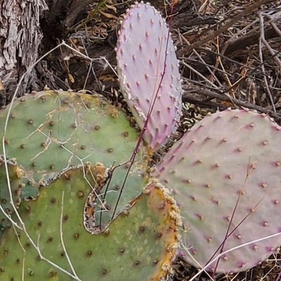 Opuntia santa-rita, photographed by Dan Horowitz