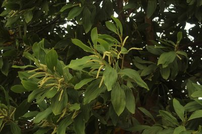 Acacia mangium, photographed by Andrés Ramírez-Barrera