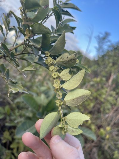 Breynia fruticosa, photographed by Yj