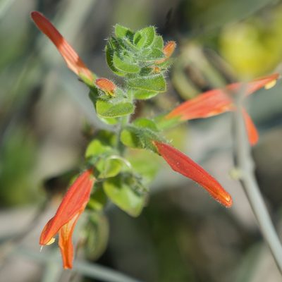 Justicia purpusii, photographed by Bill Levine