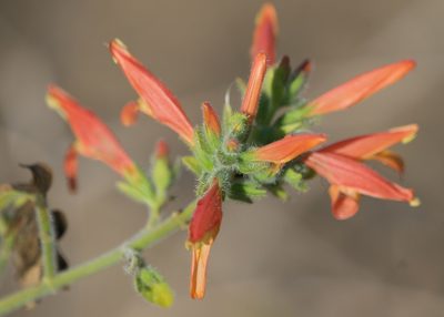 Justicia purpusii, photographed by Bill Levine