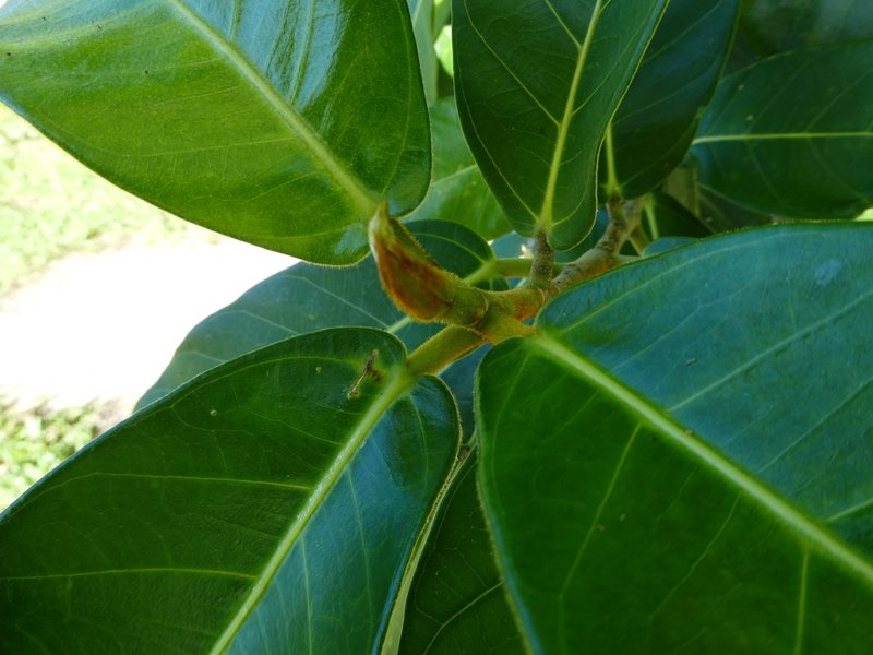 Ficus drupacea, photographed by Steve Fitzgerald