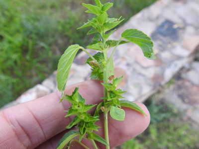 Acalypha neomexicana, photographed by Sam Kieschnick