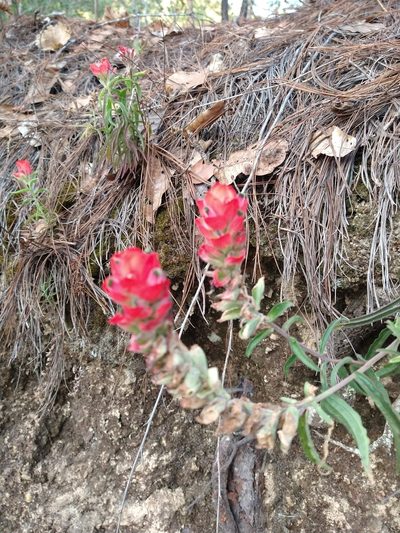 Castilleja nervata, photographed by Jonathan Rodriguez