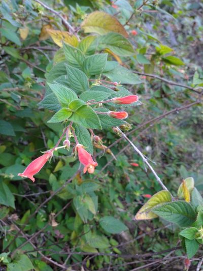 Moussonia jaliscana, photographed by Jonathan Rodriguez