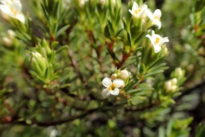 Pimelea suteri, photographed by Duncan Cunningham