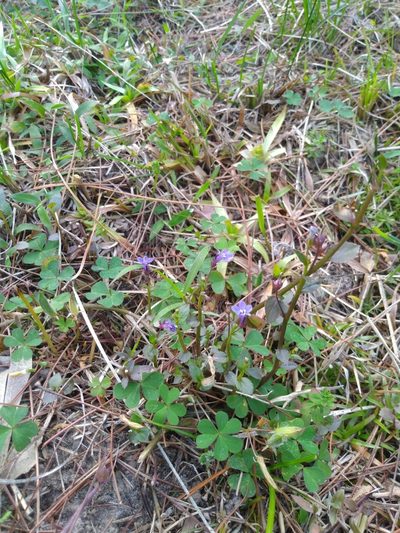 Lobelia alsinoides, photographed by chiuluan