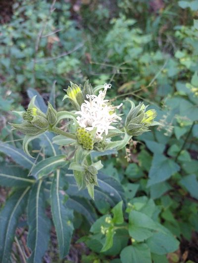 Lagascea helianthifolia, photographed by Jonathan Rodriguez