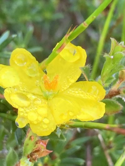 Hibbertia pustulata, photographed by Guy Taseski
