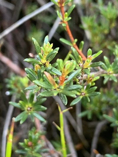 Hibbertia pustulata, photographed by Guy Taseski