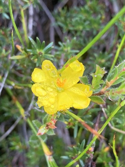 Hibbertia pustulata, photographed by Guy Taseski