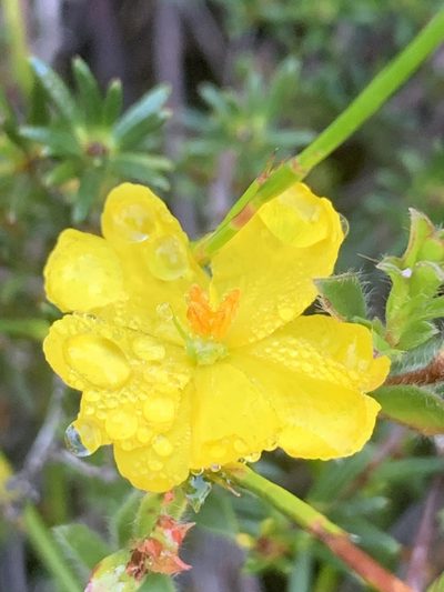Hibbertia pustulata, photographed by Guy Taseski