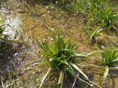 Eriocaulon sexangulare, photographed by chiuluan