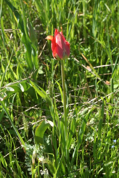Tulipa agenensis, photographed by Oleg Kosterin