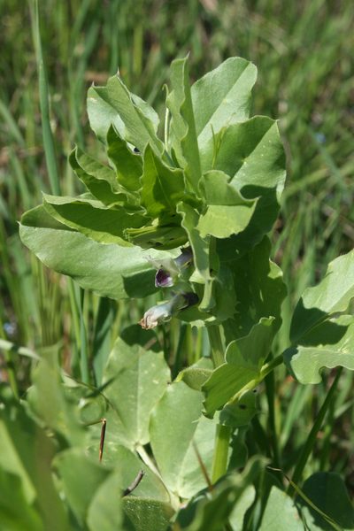 Vicia galilaea, photographed by Oleg Kosterin