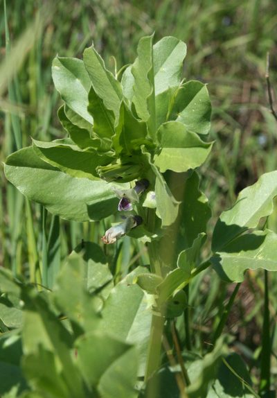 Vicia galilaea, photographed by Oleg Kosterin