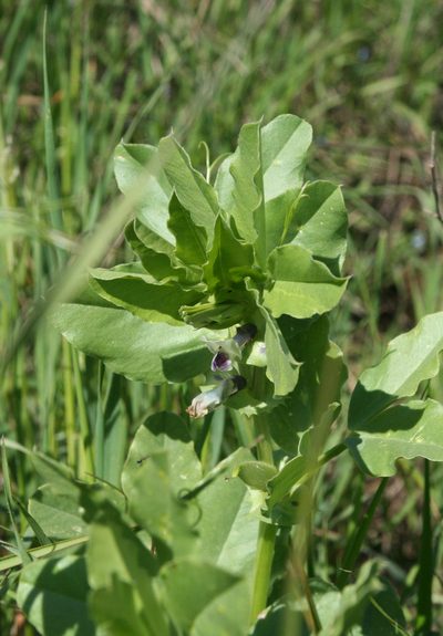 Vicia galilaea, photographed by Oleg Kosterin