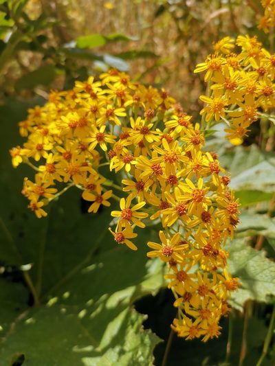 Senecio otites, photographed by Inao Vasquez