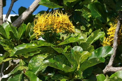 Deplanchea tetraphylla, photographed by tobyyy