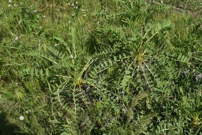 Astragalus macrocarpus, photographed by Oleg Kosterin