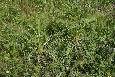 Astragalus macrocarpus, photographed by Oleg Kosterin