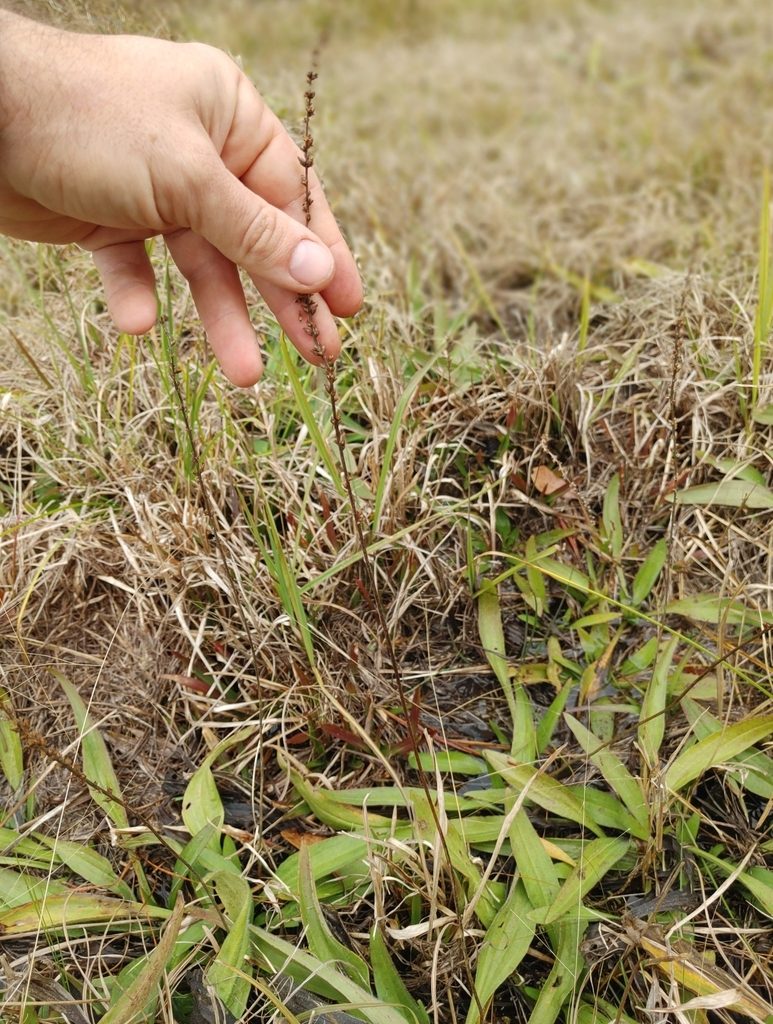 Plantago sparsiflora, photographed by Scott Allen Davis