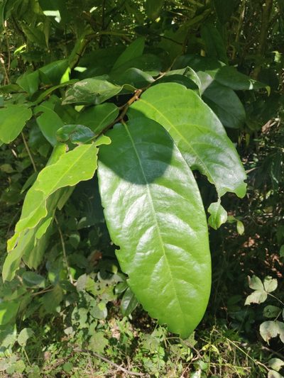 Drypetes oblongifolia, photographed by Rohit Naniwadekar