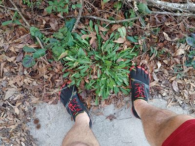 Rumex hastatulus, photographed by Scott Allen Davis