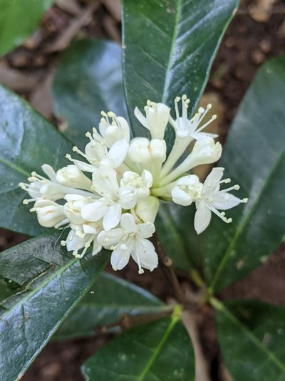 Phaleria octandra, photographed by Daniel Montesinos