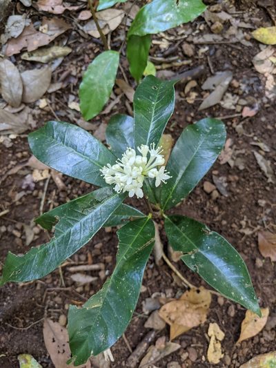 Phaleria octandra, photographed by Daniel Montesinos