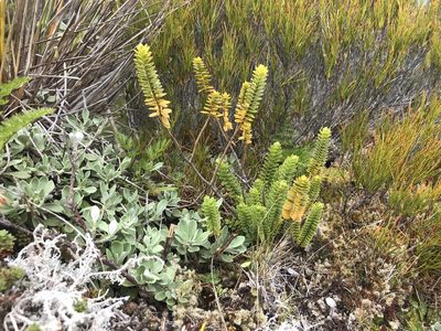 Veronica canterburiensis, photographed by Pieter Pelser