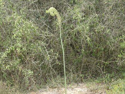Urginavia altissima, photographed by Paul Hoekman
