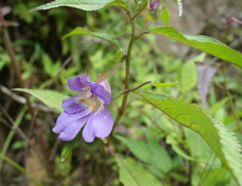 Impatiens arguta, photographed by Jan Vršovský
