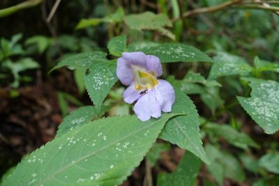 Impatiens arguta, photographed by Jan Vršovský