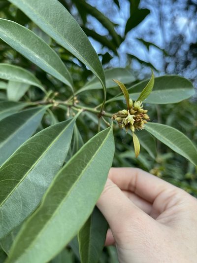 Sideroxylon wightianum, photographed by Yj