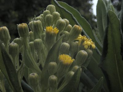 Brachyglottis huntii, photographed by Paul Bell-Butler