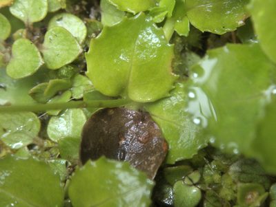 Epilobium rotundifolium, photographed by Paul Bell-Butler