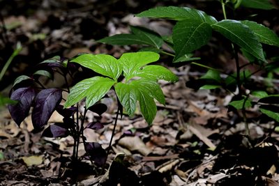 Tacca leontopetaloides, photographed by garywwilson