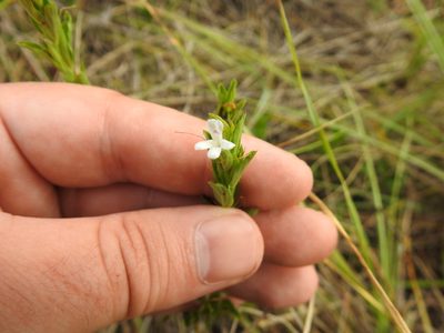Dyschoriste costata, photographed by Matthew Fainman