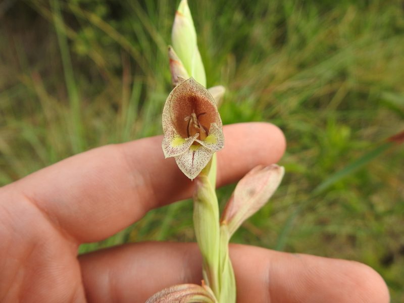 Gladiolus elliotii, photographed by Matthew Fainman